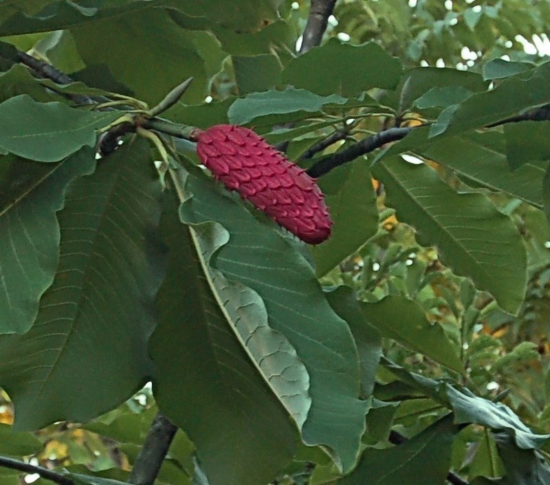 Изображение особи Magnolia hypoleuca.