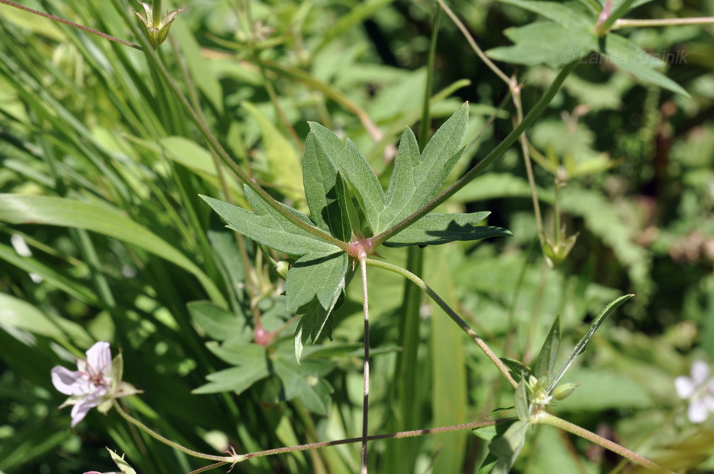 Image of genus Geranium specimen.