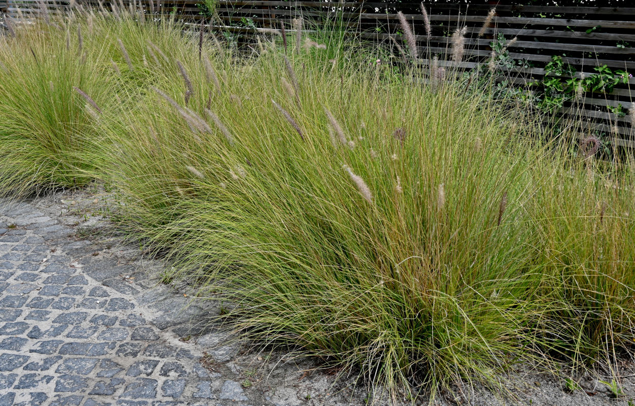 Изображение особи Pennisetum setaceum.