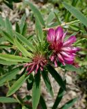 Trifolium lupinaster. Соцветия. Хабаровский край, г. Комсомольск-на-Амуре, обочина грунтовой дороги. 01.07.2026.