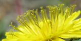 род Taraxacum