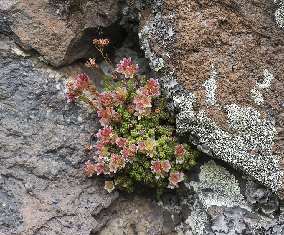 Изображение особи Sedum tenellum.