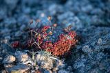 Diapensia obovata. Усыхающее плодоносящее растение. Хабаровский край, Охотский р-н, гора Скалистая, 1400 м н.у.м., мелкозернистая каменная россыпь. 14.09.2026.