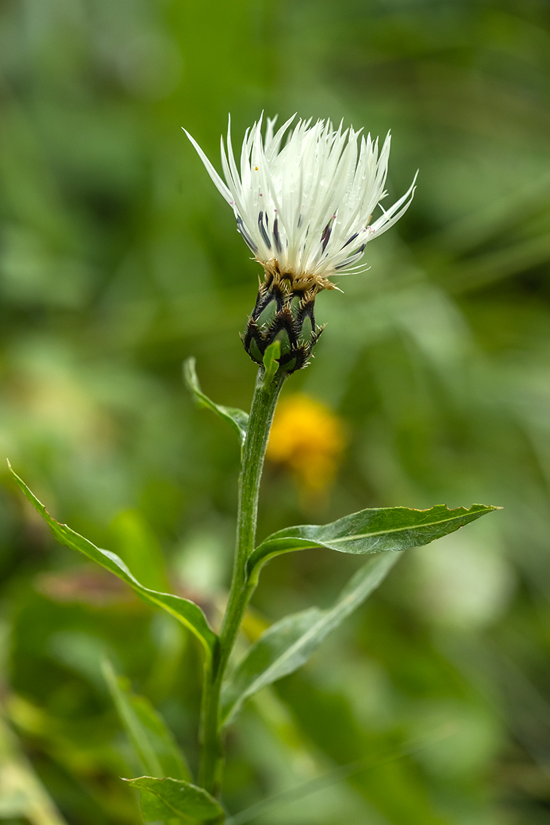Изображение особи Centaurea cheiranthifolia.