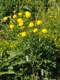 Trollius europaeus. Цветущее растение. Ярославская обл., побережье Плещеева озера. 05.06.2011.