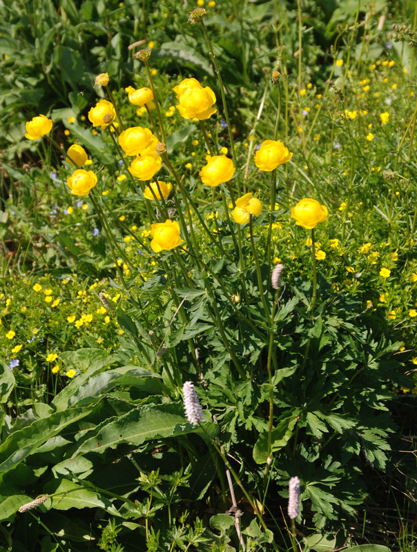 Image of Trollius europaeus specimen.
