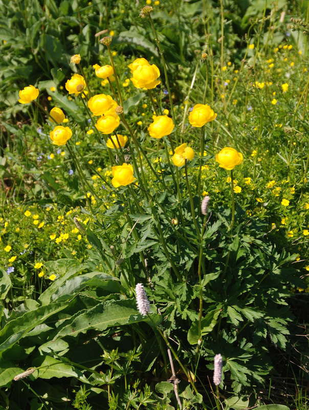 Изображение особи Trollius europaeus.