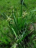 Iris halophila