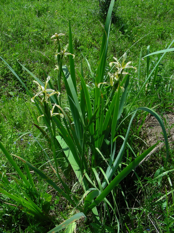 Image of Iris halophila specimen.