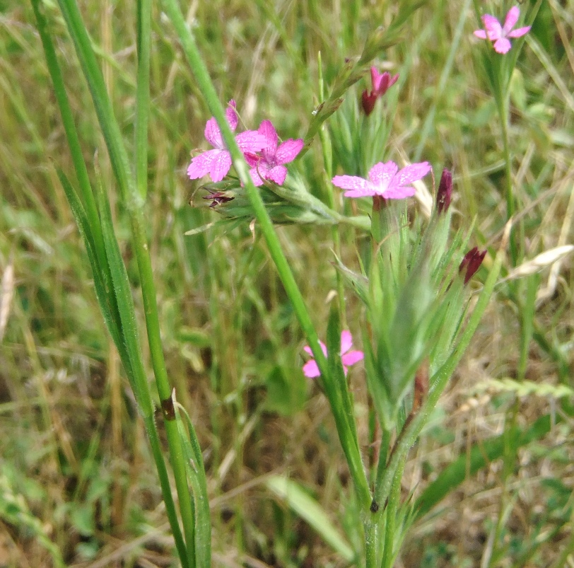 Image of Dianthus armeria specimen.