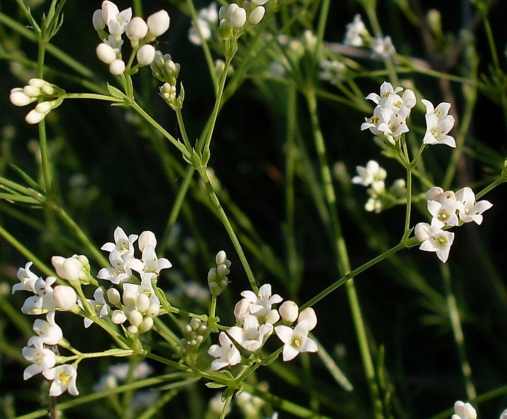 Image of Galium octonarium specimen.