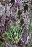 Jurinea coronopifolia