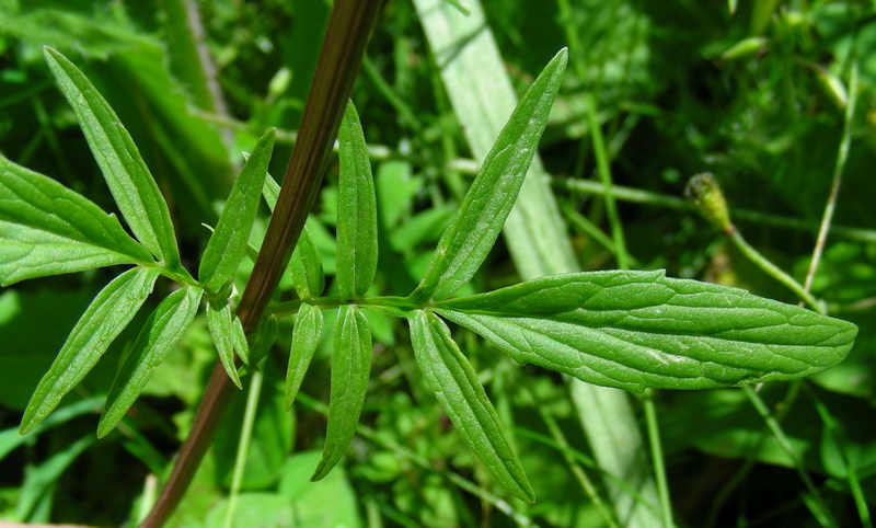 Изображение особи Valeriana dubia.