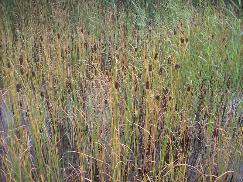 Image of Typha elata specimen.