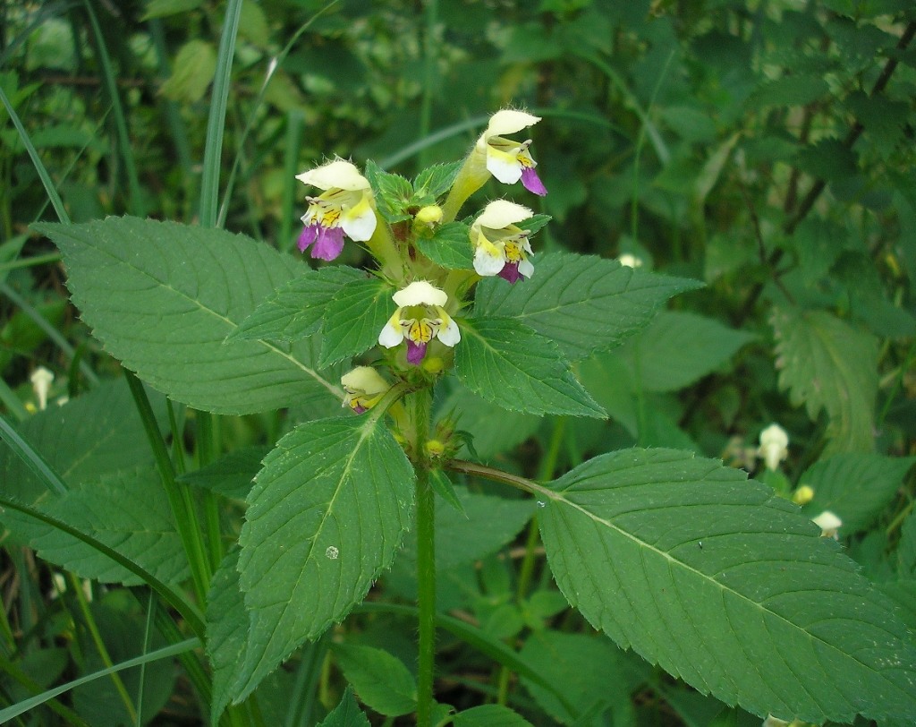 Image of Galeopsis speciosa specimen.