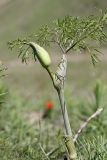Ferula clematidifolia