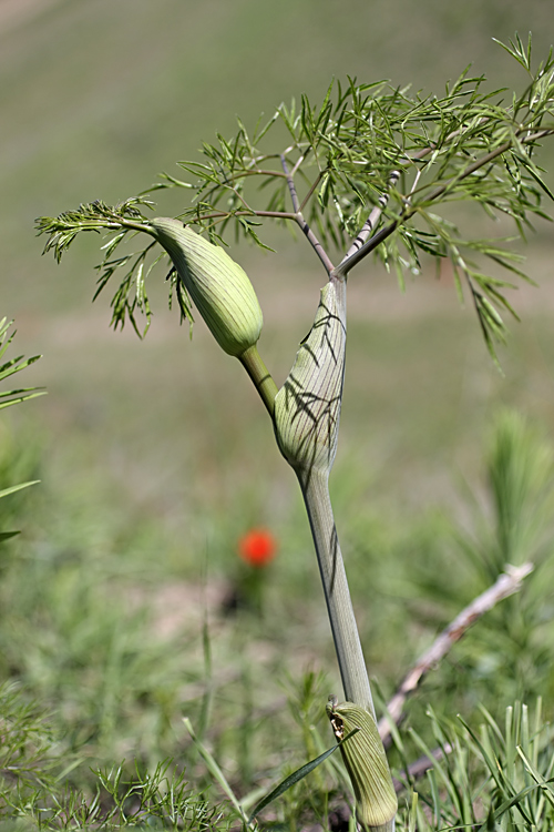 Изображение особи Ferula clematidifolia.