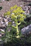Ferula tadshikorum. Цветущее растение на горном склоне. Таджикистан, хр. Букаджатар, ущелье Обикиик. 16.04.2011.