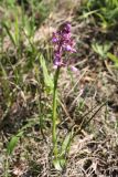 Anacamptis morio ssp. caucasica