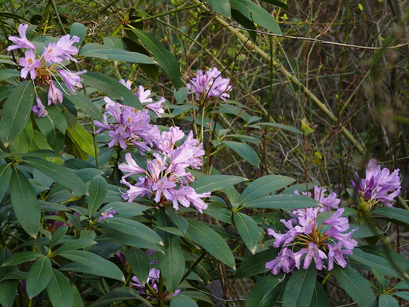 Image of Rhododendron ponticum specimen.