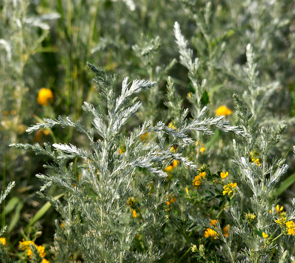 Image of Artemisia austriaca specimen.