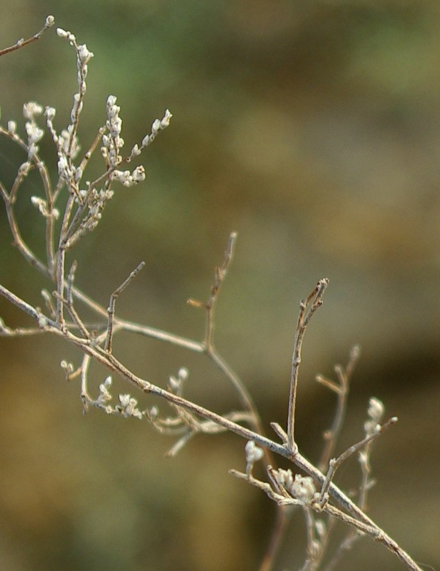 Изображение особи Limonium otolepis.