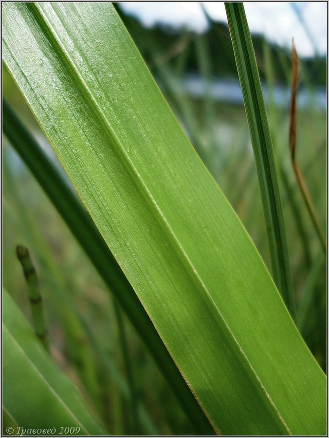 Image of Acorus calamus specimen.