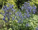 Veronica longifolia. Верхушки цветущих растений. Украина, Луганская обл., пгт Новосветловка, долина р. Луганчик. 06.07.2011.