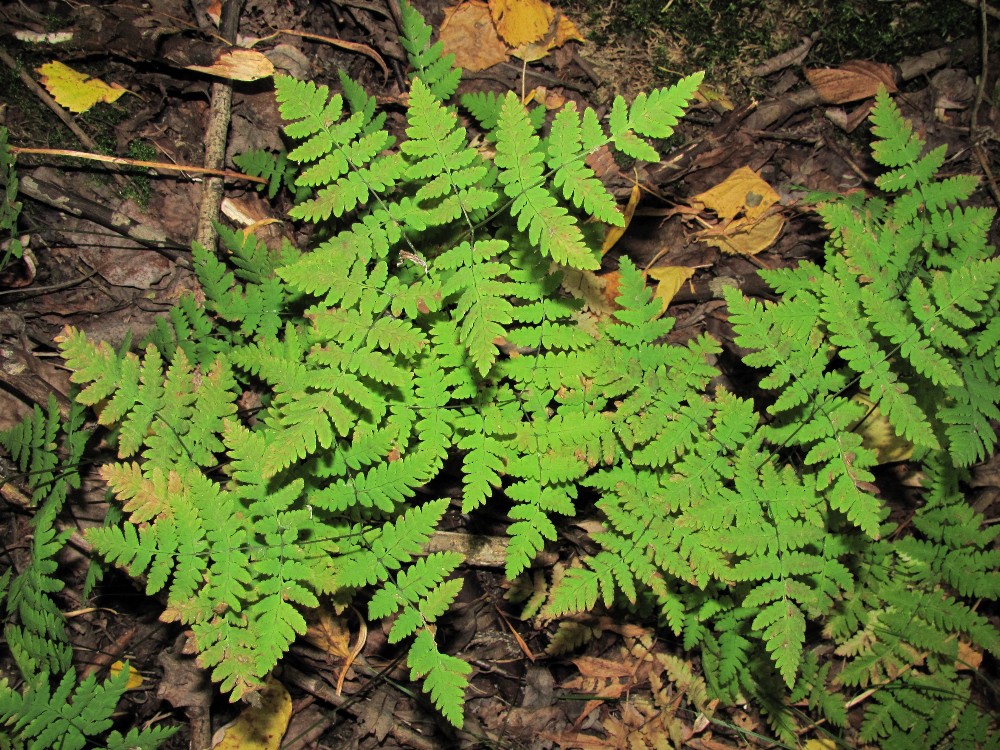 Изображение особи Gymnocarpium dryopteris.