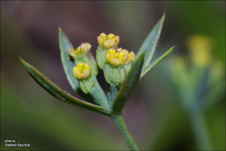 Image of Bupleurum tenuissimum specimen.