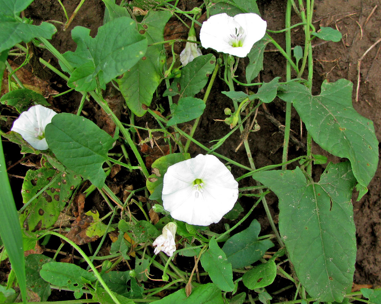 Изображение особи Convolvulus arvensis.