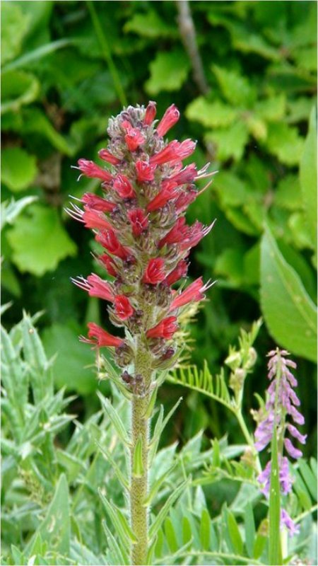 Изображение особи Echium russicum.