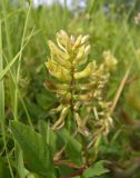 Astragalus glycyphyllos