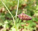 Fritillaria ruthenica. Верхушка побега с бутоном. Пензенская обл., восточнее г. Сердобска, пойменная дубрава р. Сердоба. 5 мая 2009 г.