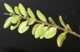 Lonicera разновидность yunnanensis