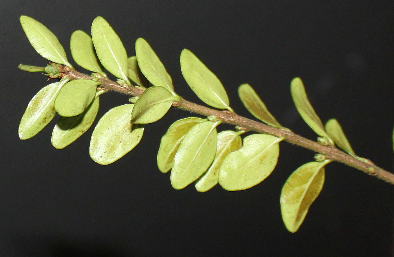 Image of Lonicera ligustrina var. yunnanensis specimen.