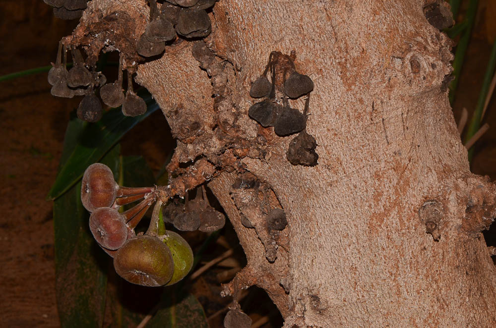 Изображение особи Ficus auriculata.