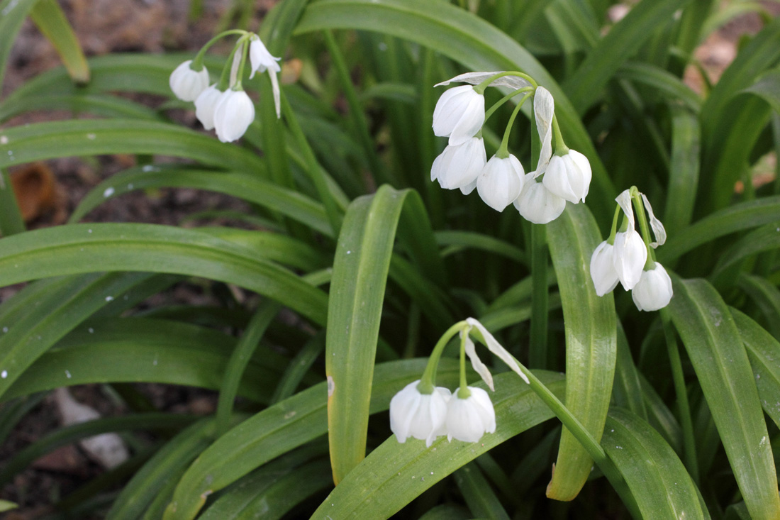 Изображение особи Allium paradoxum.