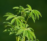 Lupinus × regalis. Верхушка растения с нераскрывшимся соцветием. Московская обл., дачный участок. 23.08.2007.