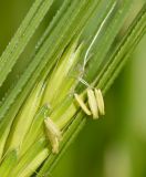 Aegilops sharonensis