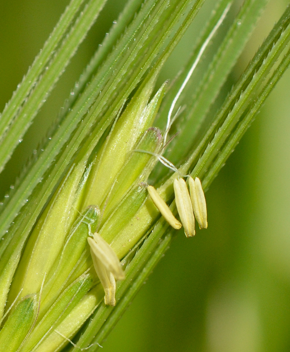 Image of Aegilops sharonensis specimen.