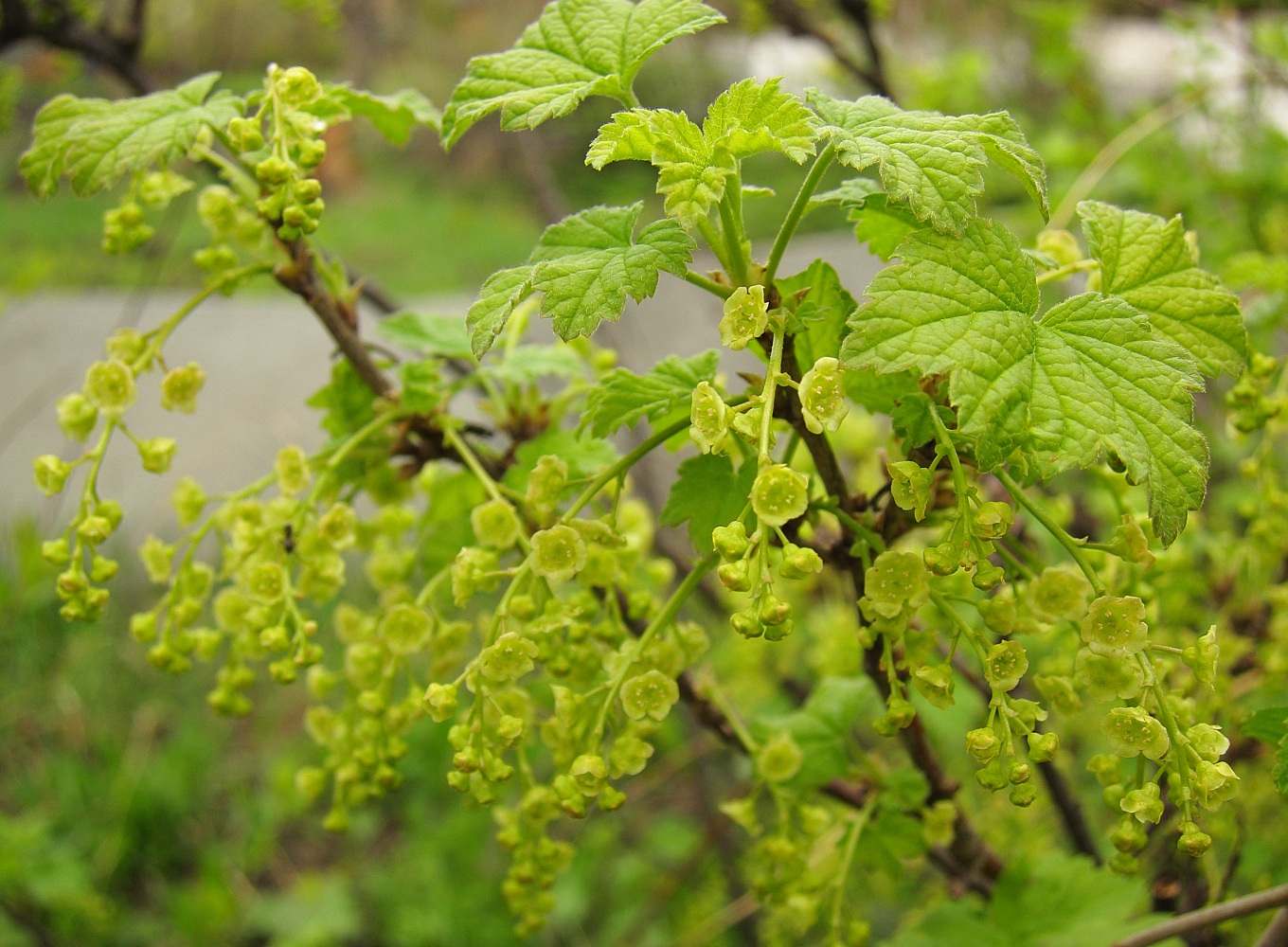 Изображение особи Ribes rubrum.