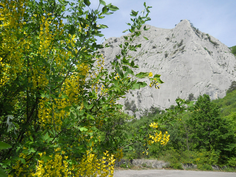 Image of Laburnum anagyroides specimen.