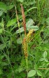 Carex cuspidata