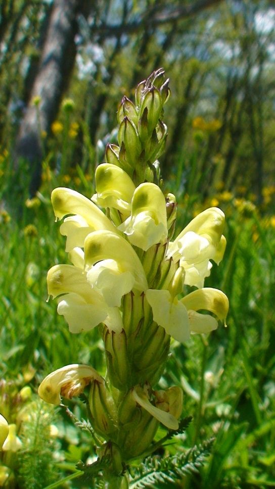 Изображение особи Pedicularis sibthorpii.