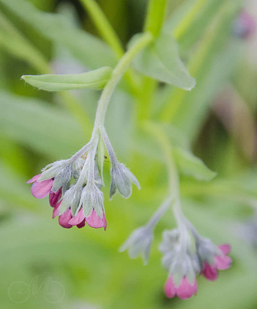 Изображение особи Cynoglossum officinale.