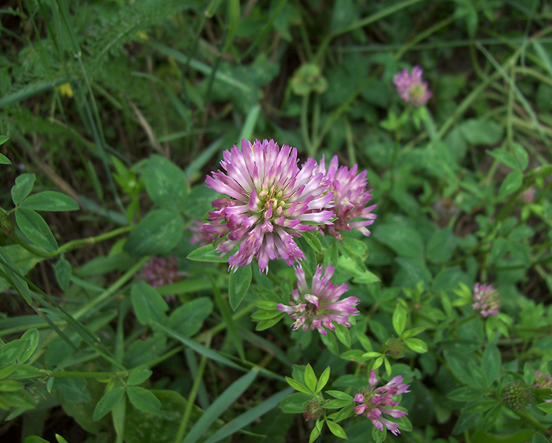 Изображение особи Trifolium pratense.