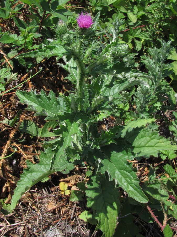 Изображение особи Carduus crispus.