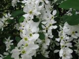 Exochorda giraldii. Соцветия. Украина, Национальный ботанический сад, г. Киев. 16.05.2011.