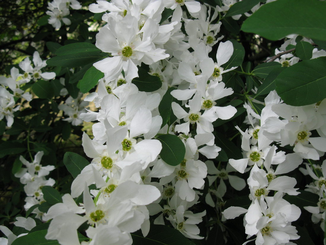 Image of Exochorda giraldii specimen.